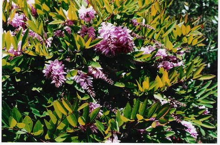 Indigofera decora